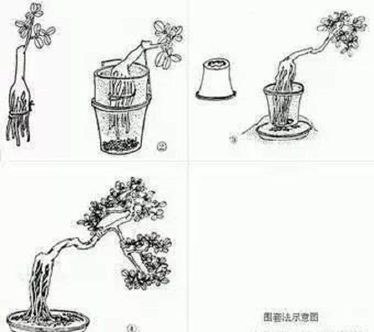 树桩盆景的完美造型及4种提根方法