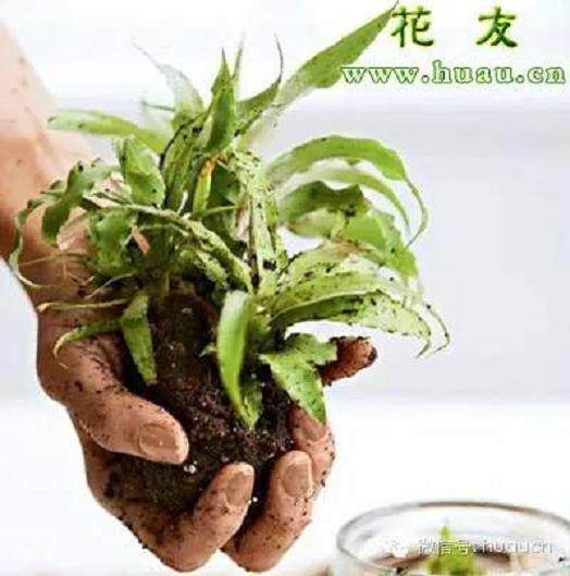 苔玉盆景的制作和欣赏