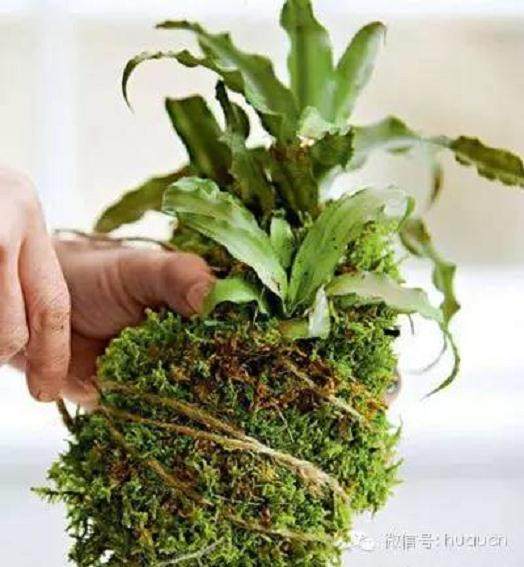 苔玉盆景的制作和欣赏