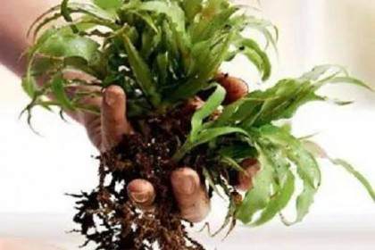 苔玉盆景的制作和欣赏