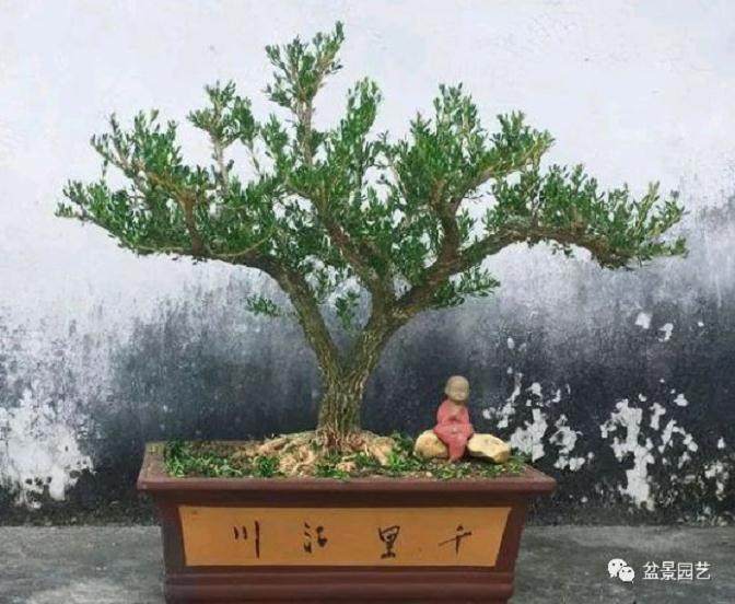 把雀舌黄杨制作成一盆精品盆景