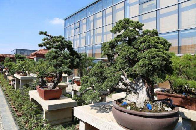 庙首镇:盆景被盗案侦破记