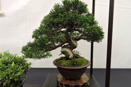 2016年萨顿盆景协会举办英国小品盆景秀