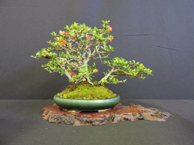 让我们首先确定互联网盆景群体的背景故事