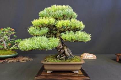 让我们首先确定互联网盆景群体的背景故事