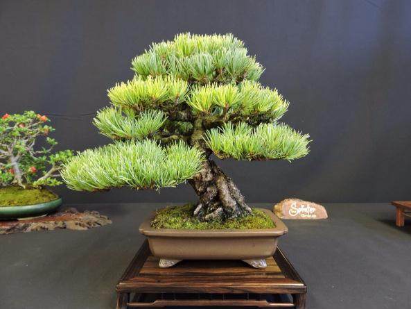 让我们首先确定互联网盆景群体的背景故事