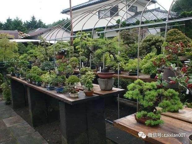 我们怎样才能提升落叶盆景的吸引力?