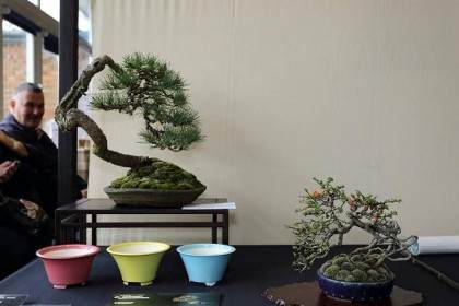 2015年 英国小品盆景活动取得了巨大的成功