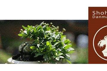 我代表英国小品盆景和前英国小品协会的所有人