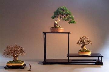 英国小品盆景在丹麦的展出