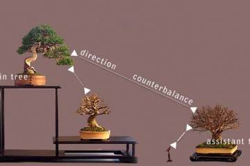 小品盆景的展示美学 - 实践讨论