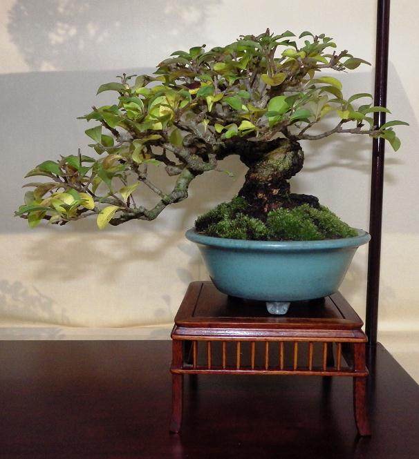 每个人都在英国小品盆景摊位上放置一个展示