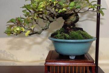 每个人都在英国小品盆景摊位上放置一个展示