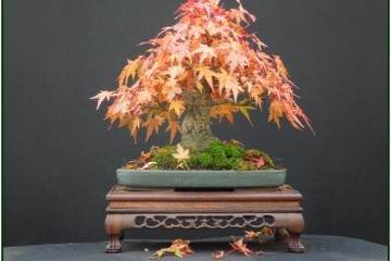 盆景是一年四季都吸引我们的热情