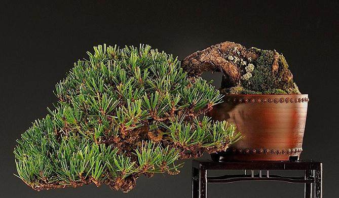 2015年英国小品盆景展