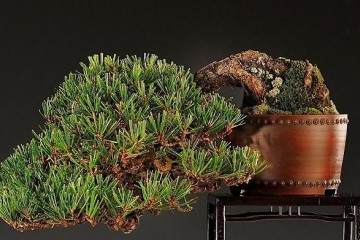 2015年英国小品盆景展