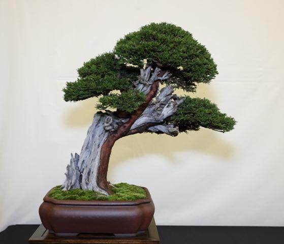 2014年第7届英国小品盆景协会展览会