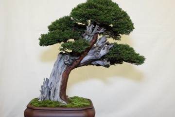 2014年第7届英国小品盆景协会展览会