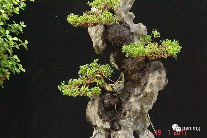 建德花木盆景致富  每个村就有3个百万富翁