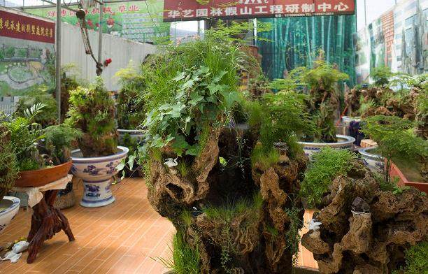 百万元盆景被盗贼贱卖9000元