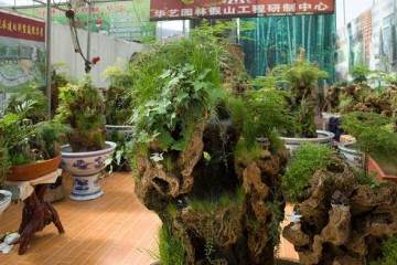 百万元盆景被盗贼贱卖9000元