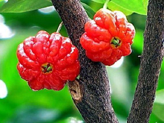 红果仔(巴西红果)的盆景栽培技术