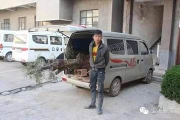 盗窃盆景公然出售 民警乔装买家破案追赃