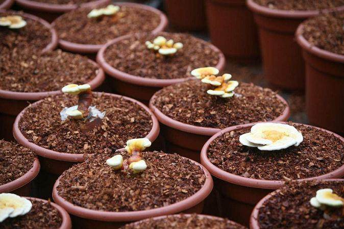 武清区汊沽港镇种植灵芝盆景价值高市场广阔