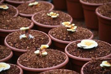 武清区汊沽港镇种植灵芝盆景价值高市场广阔