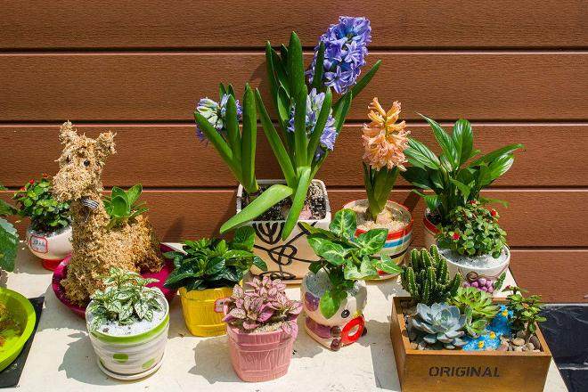 蒙面人骑车盗走路口万元盆景 园林部门希望市民举报