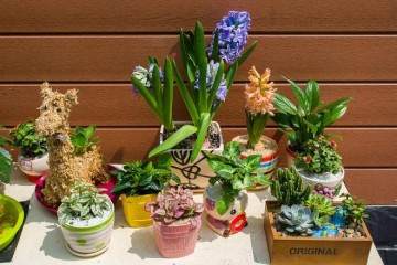 有人盗走路口万元盆景 园林部门希望市民举报