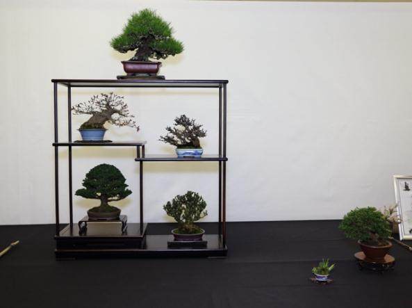 2009年 第四届英国小品盆景协会展览会