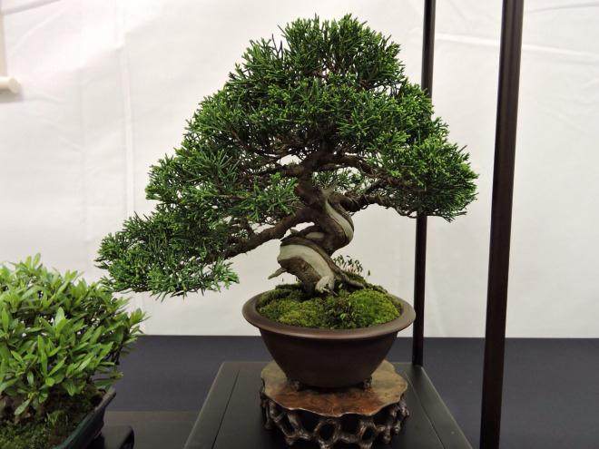 2009年 第四届英国小品盆景协会展览会