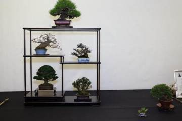 2009年 第四届英国小品盆景协会展览会