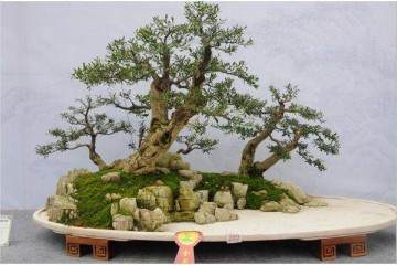 山东省盆景艺术家协会关于召开座谈会的通知