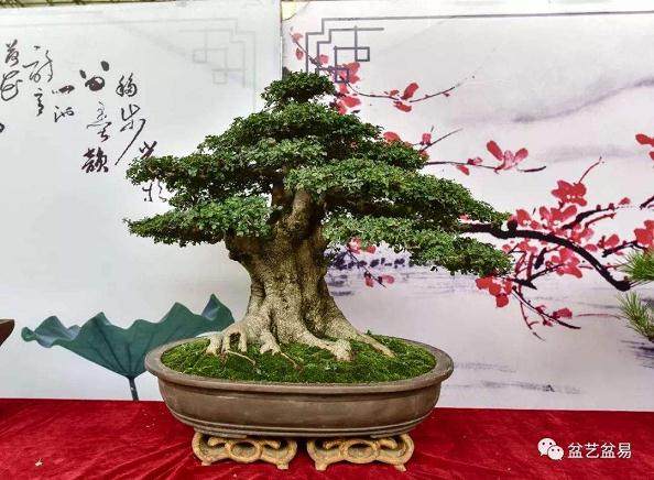 世界盆景两大盛会将在江苏金坛拉开帷幕