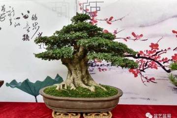 世界盆景两大盛会将在江苏金坛拉开帷幕