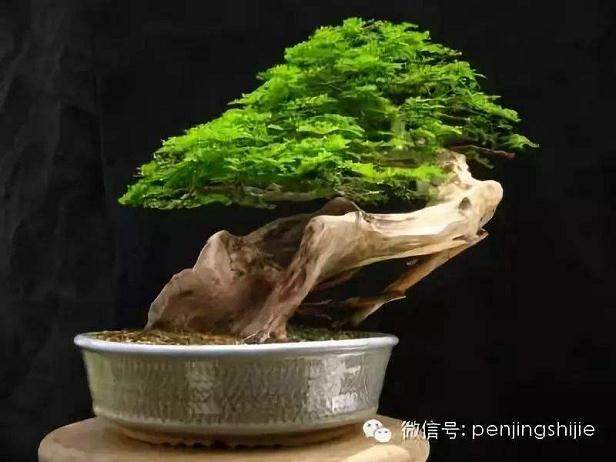 浦东世纪公园内的梅桩盆景艺术展近日拉开了帷幕