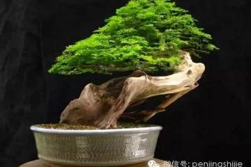 浦东世纪公园内的梅桩盆景艺术展近日拉开了帷幕