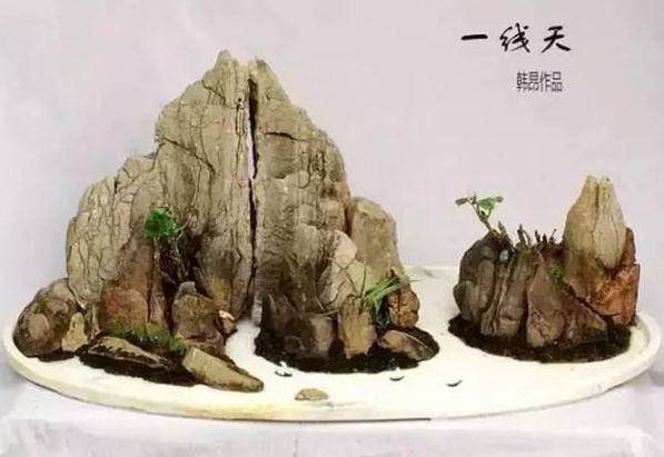 《花木盆景》召开盆景赏石版出版座谈会