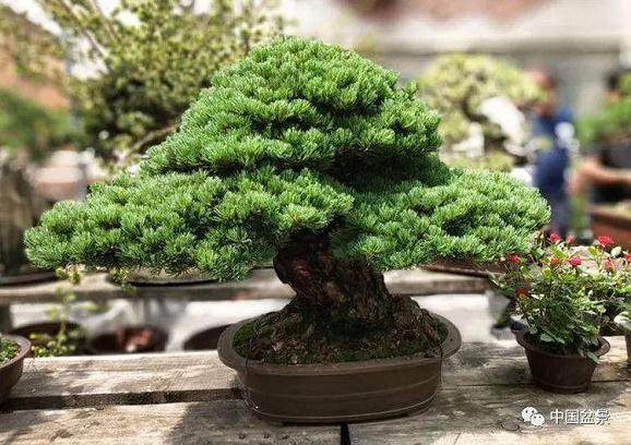 小议盆景当随时代