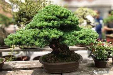 小议盆景当随时代