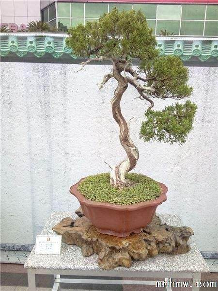 盆景该如何跟随时代步伐?