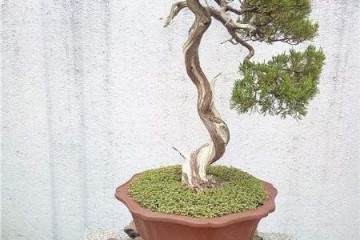 盆景该如何跟随时代步伐？