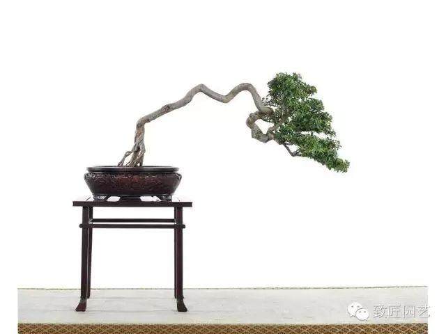 盆景秋季的管理养护手册