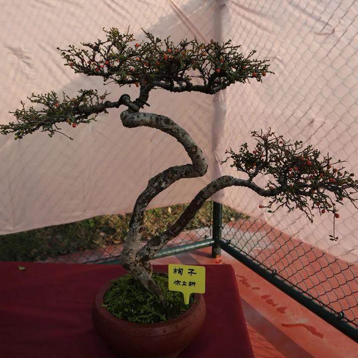 第十六届酒乡旅游盆景节将于11月24日隆重开幕