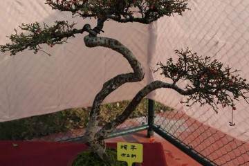 第十六届酒乡旅游盆景节将于11月24日隆重开幕