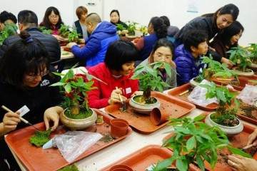 园艺文化推广中心举办了一场微盆景艺术创作活动