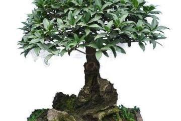 桂花盆景养护方法 香味扑鼻 景致别样