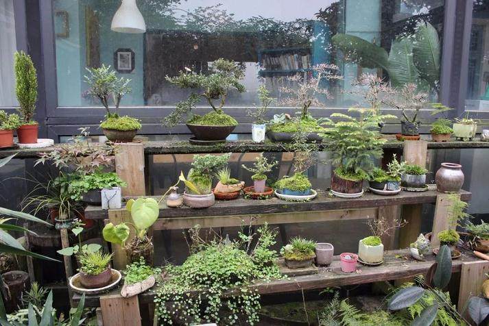 在成都 玩盆景成了这群年轻人的生活方式